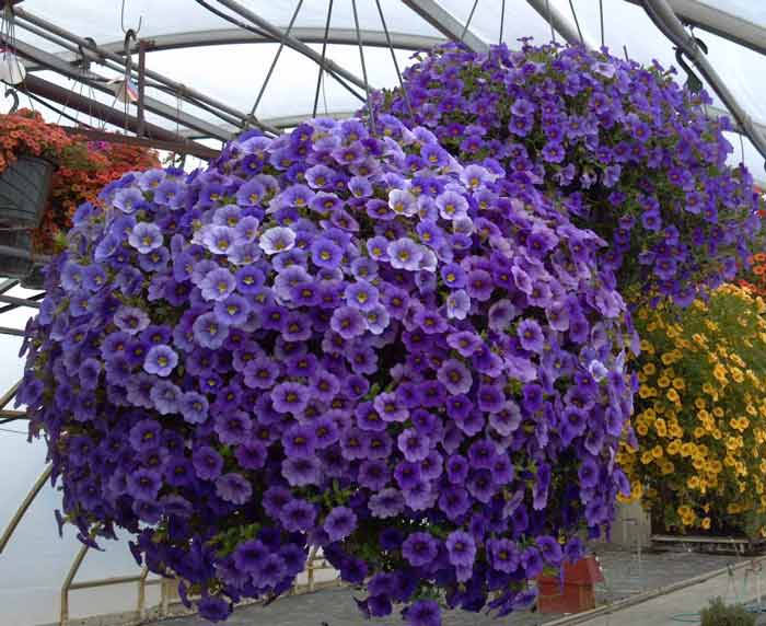 Calibrachoa
