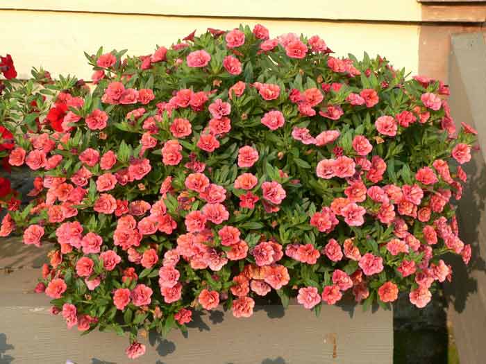 Calibrachoa