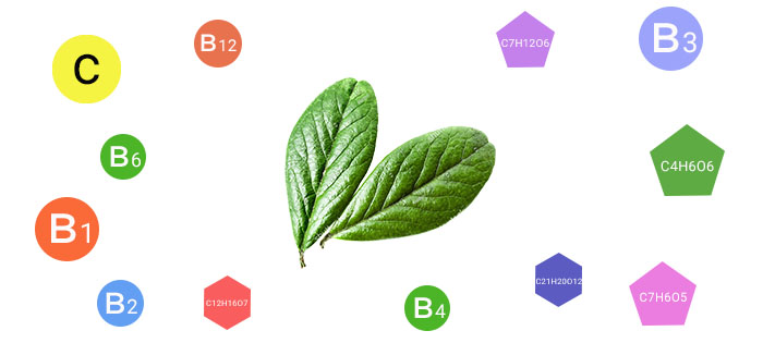 Βιταμίνες σε φύλλα lingonberry