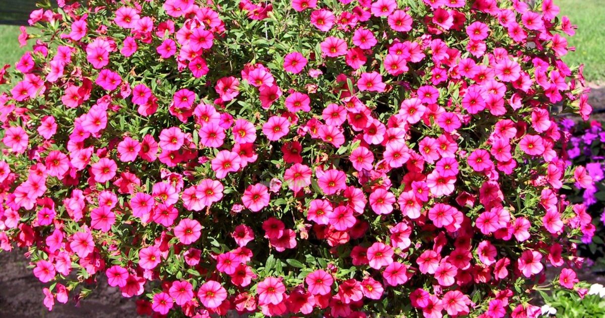 Calibrachoa
