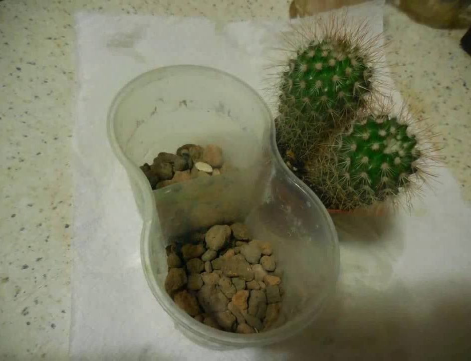 Mammillaria-Transplantation