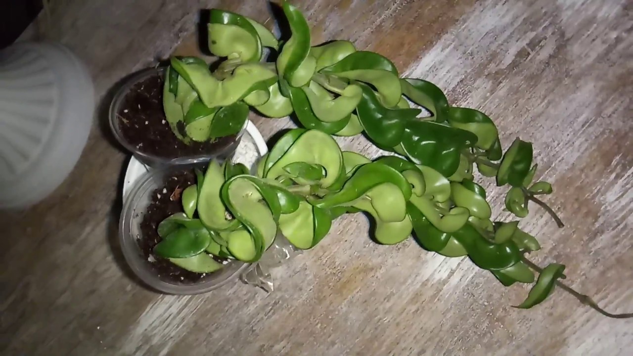 Hoya Compacta