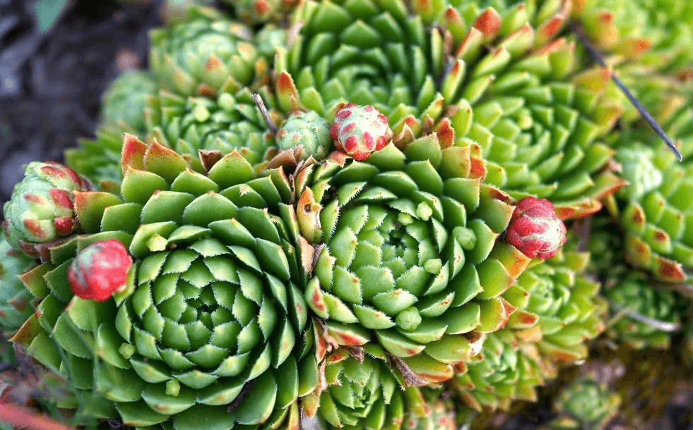 Echeveria