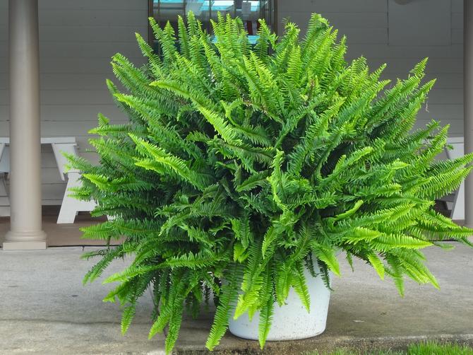 Nephrolepis