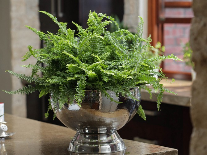 Nephrolepis