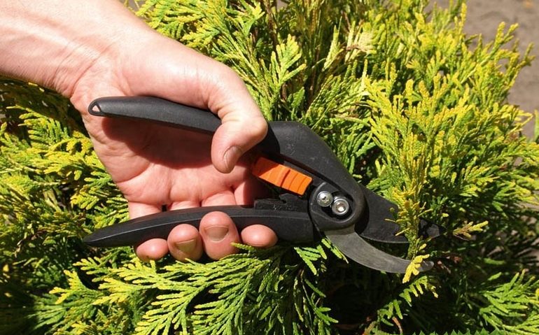 Thuja beschneiden