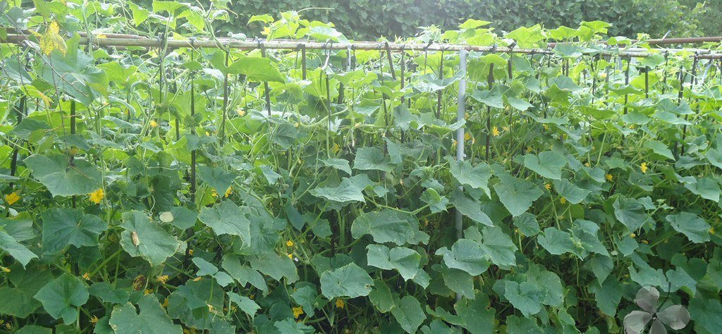 Cucumbers