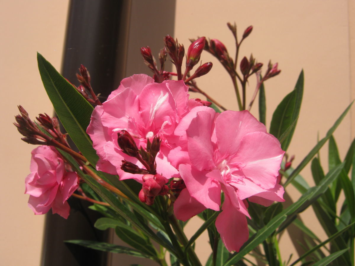 Oleander