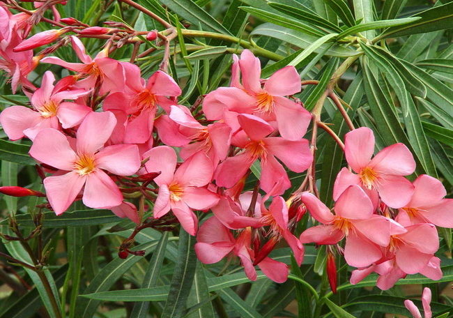 Oleander