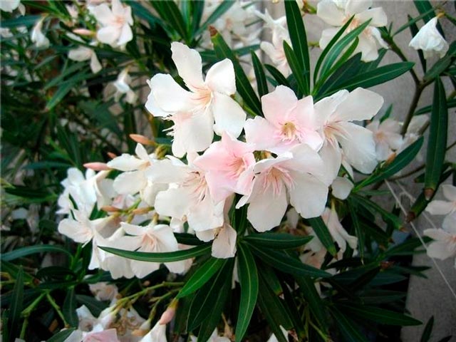 Oleander