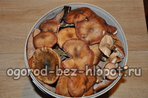 selezionare i funghi