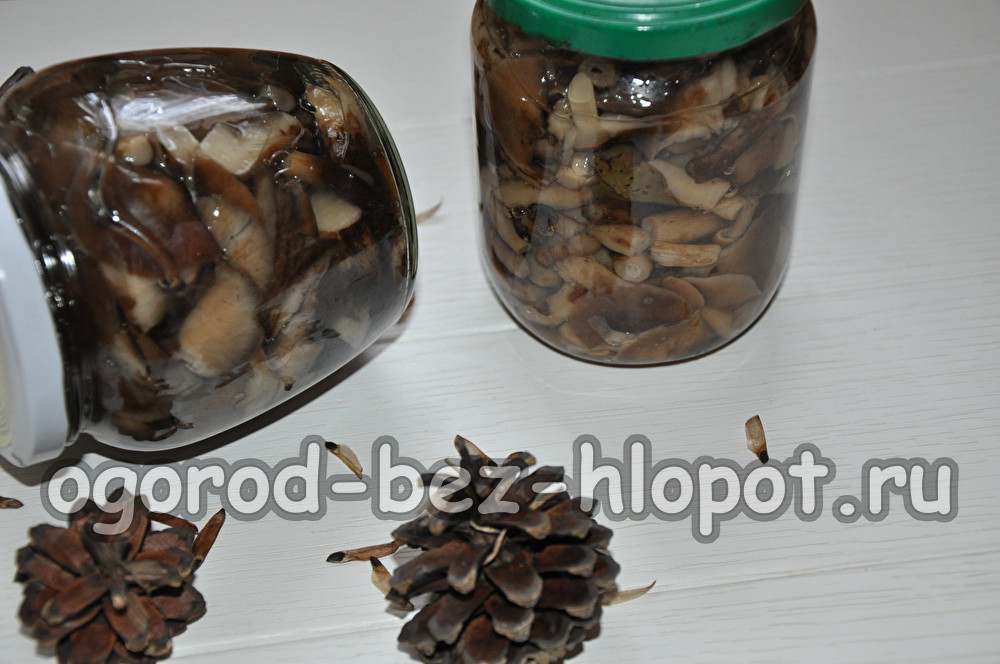 come mettere sottaceto i funghi chiodini per l'inverno