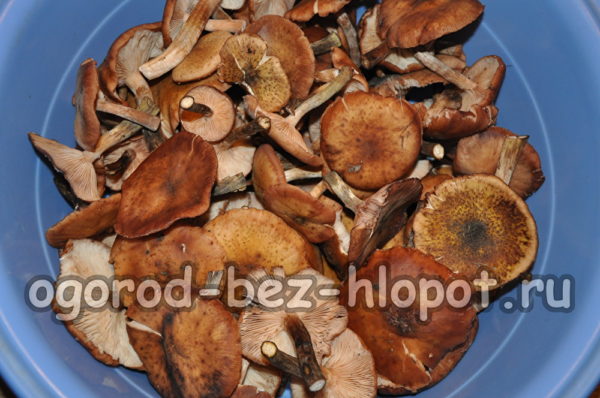 pulire i funghi chiodini