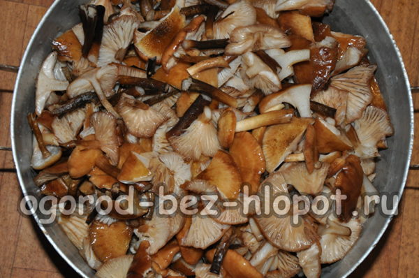 lavare i funghi