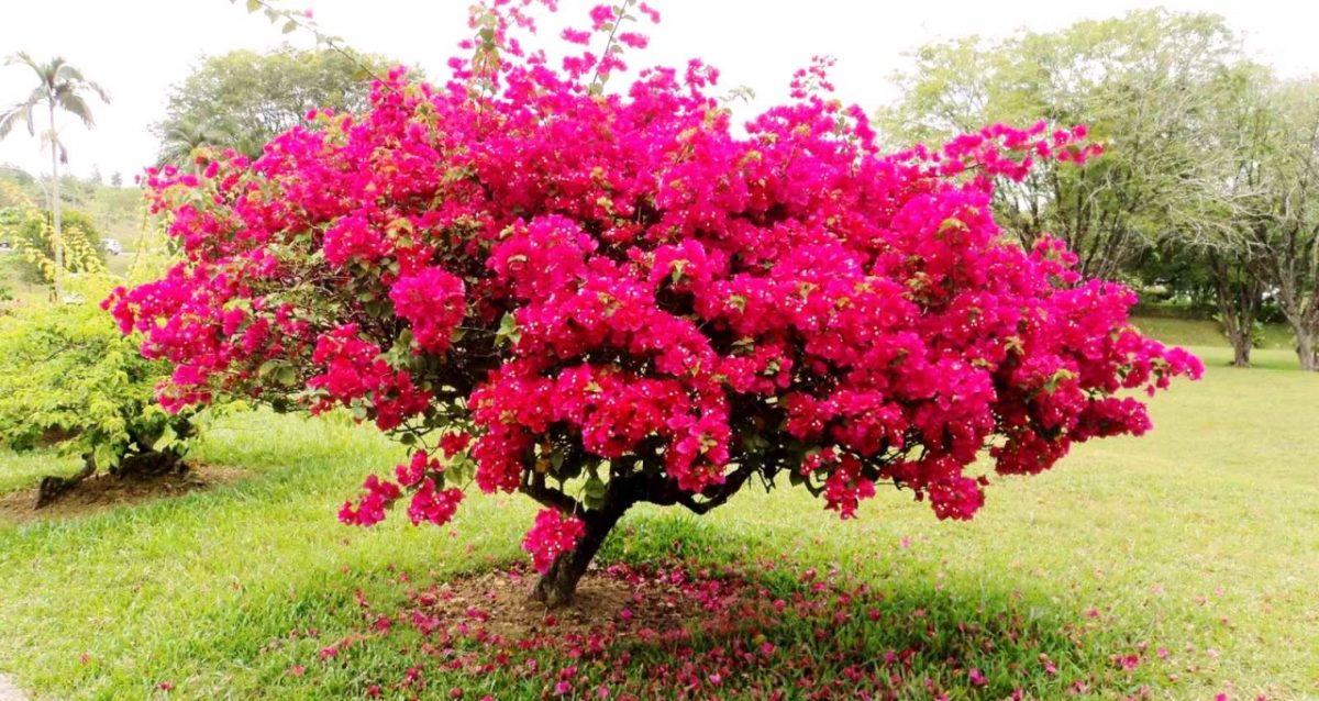 Bougainvillea