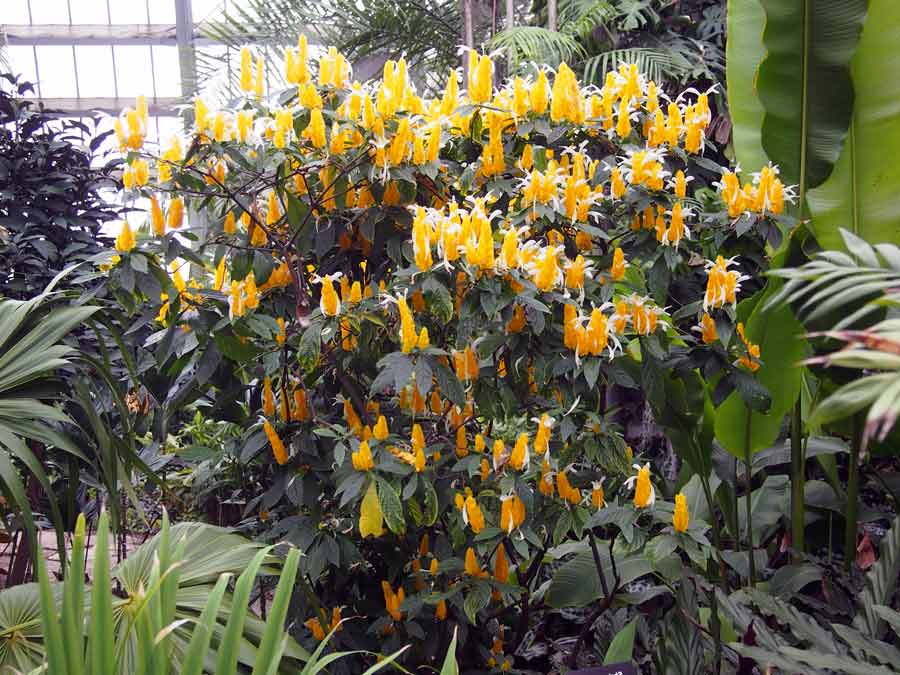 Pachystachys