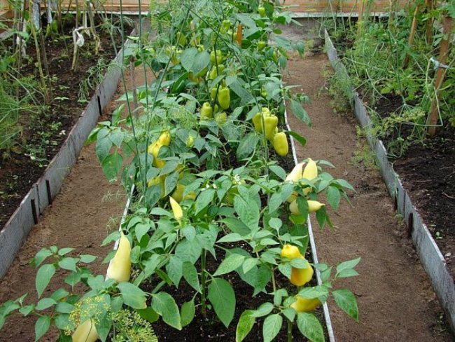 Paprika im Gewächshaus anbauen