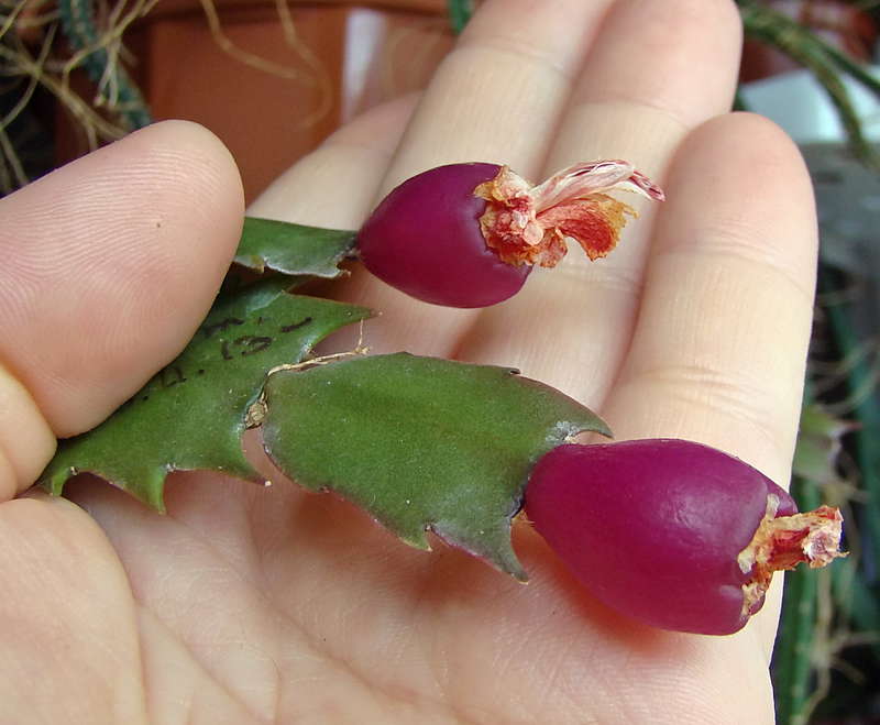 Schlumbergera