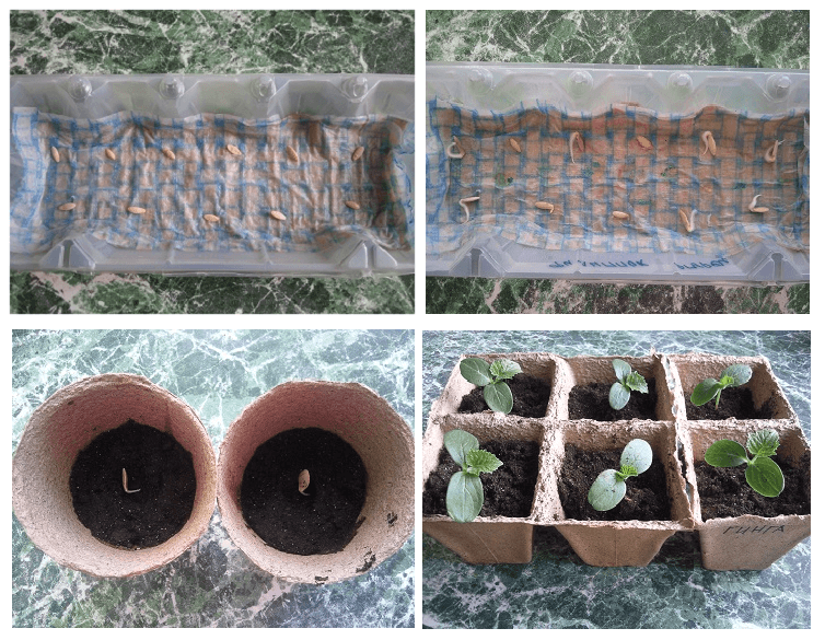 Seed preparation