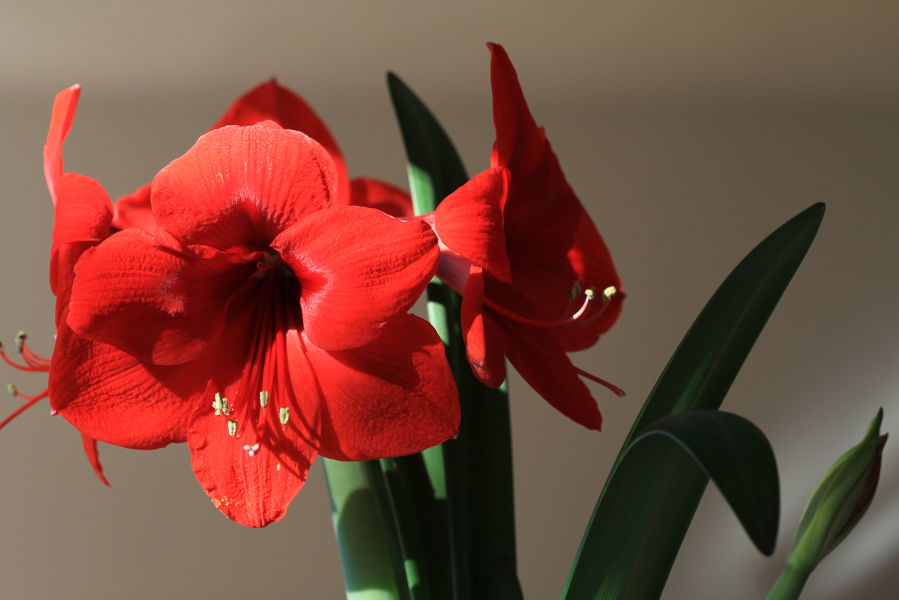 Roter Löwe