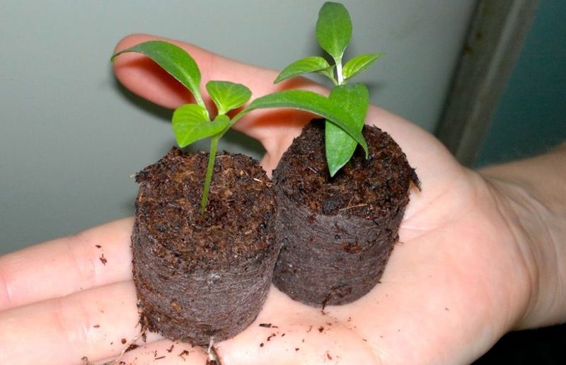 Planter des graines de poivron dans des pastilles de tourbe