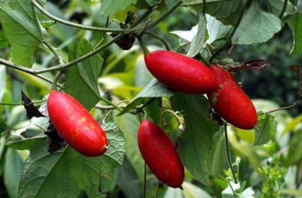 cetriolo rosso
