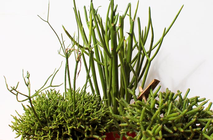 Rhipsalis