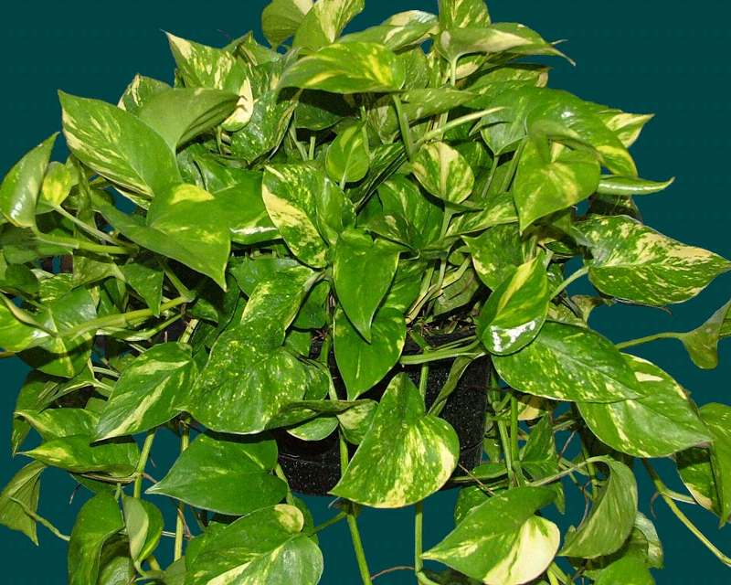 Goldener Scindapsus