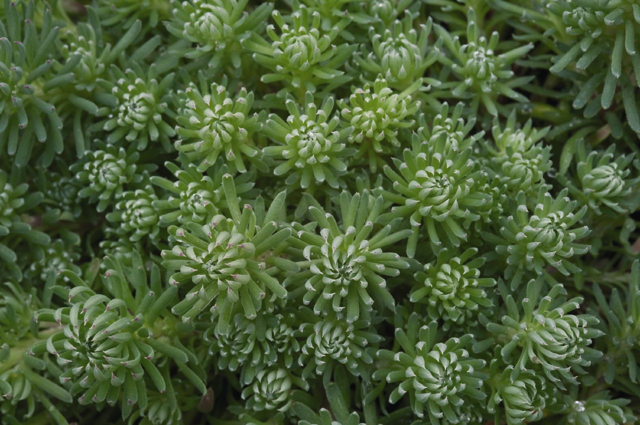 Sedum forsterianum