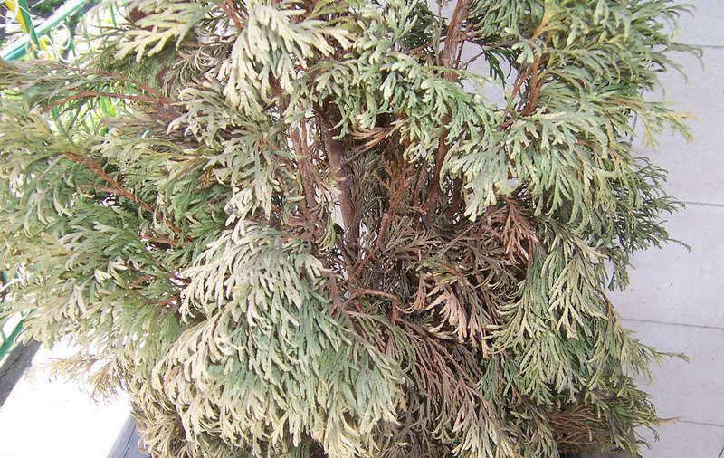 Thuja