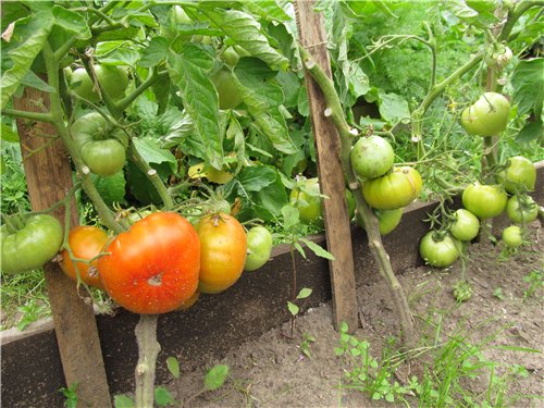 tomates dans le jardin