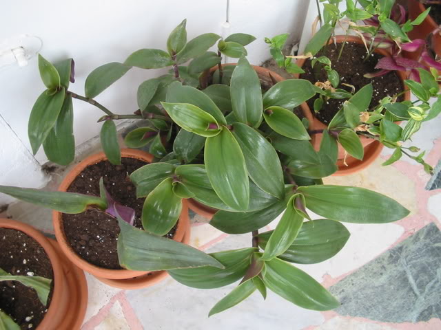 Amorçage