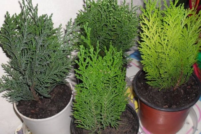 Thuja