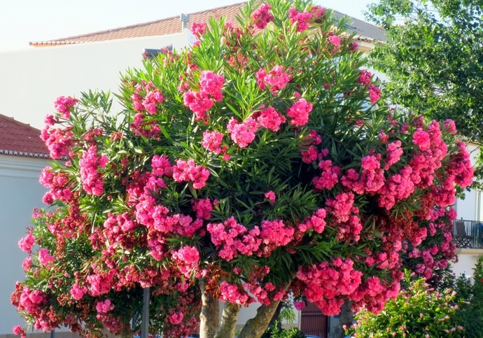 Oleander