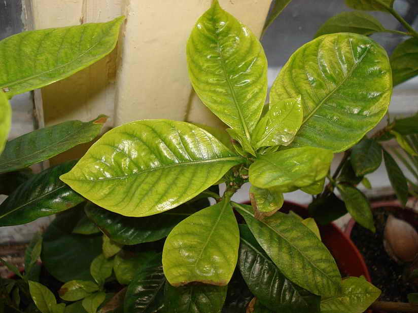 Clorosi