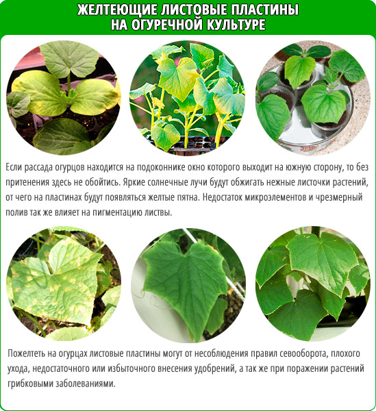 Causes du jaunissement des feuilles