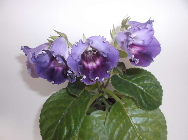 Velvet Blues-Variante