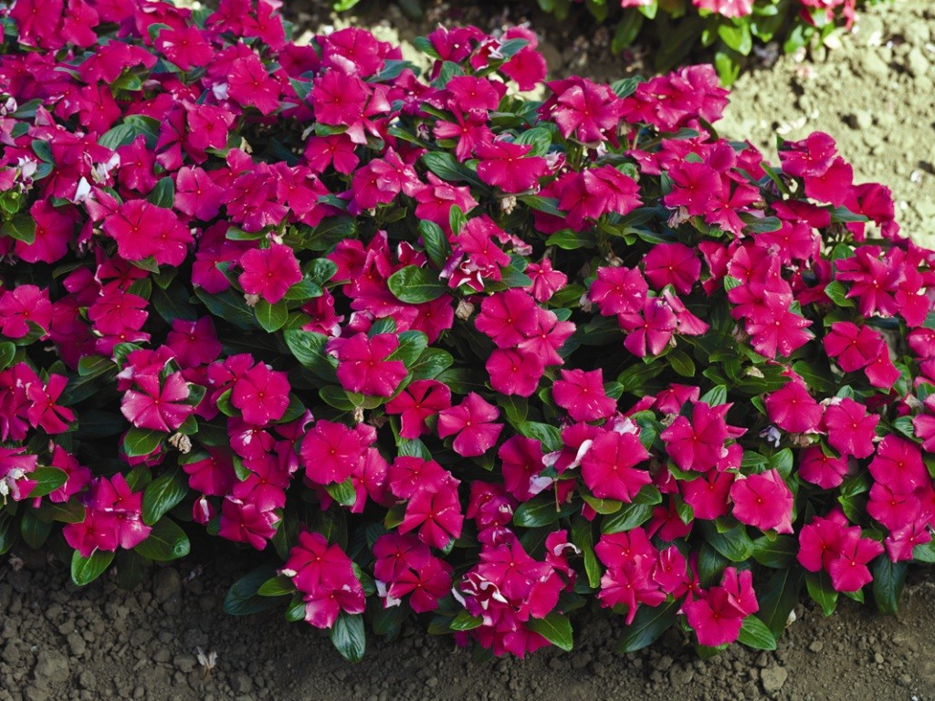 Catharanthus