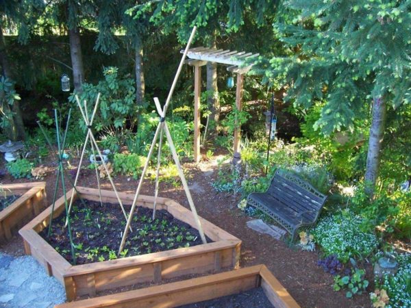 Que planter dans un coin ombragé du jardin ?
