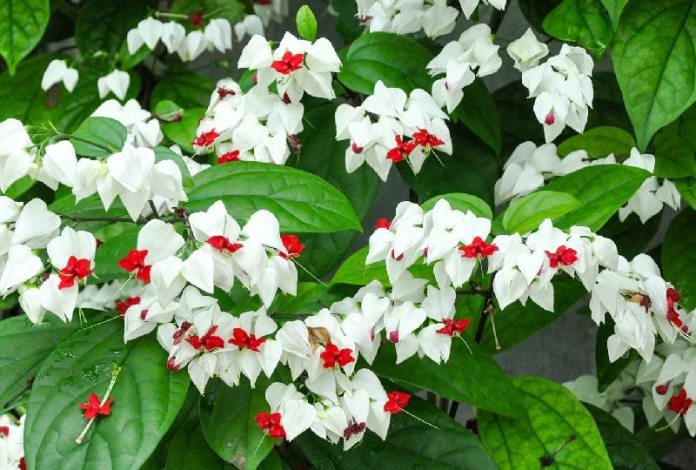 Clerodendrum