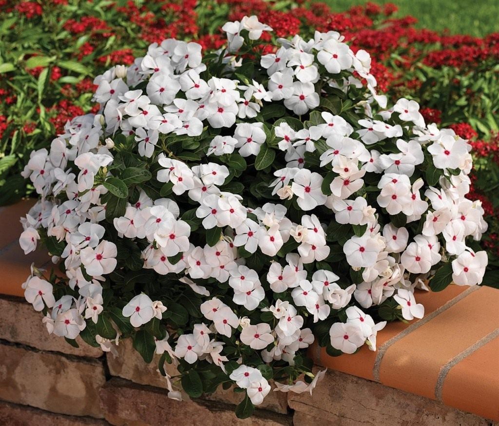Catharanthus