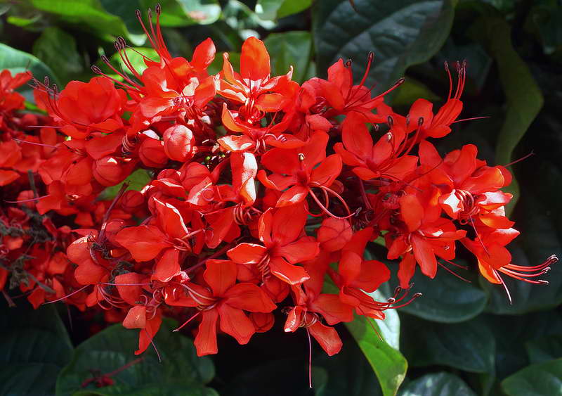Clerodendrum