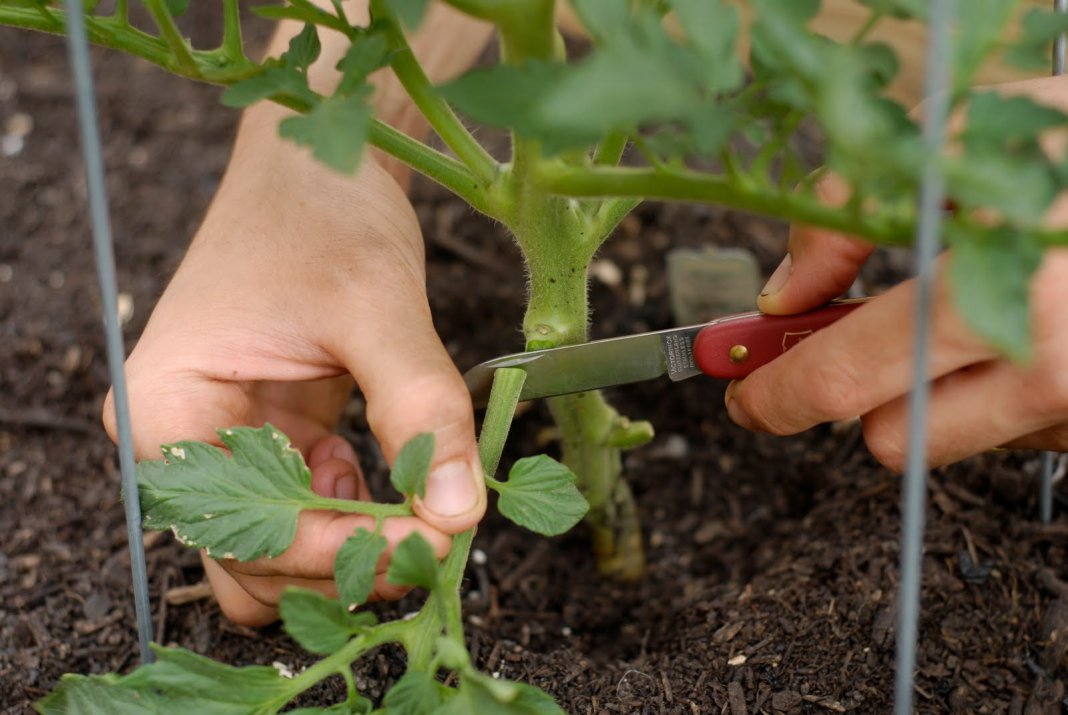¿Debo quitar las hojas a los tomates?