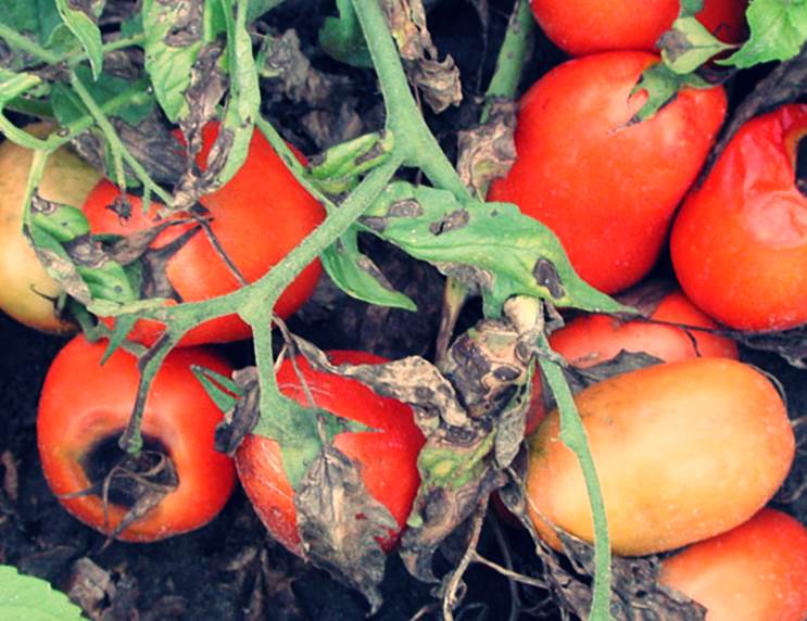 Alternaria-Welke der Tomaten