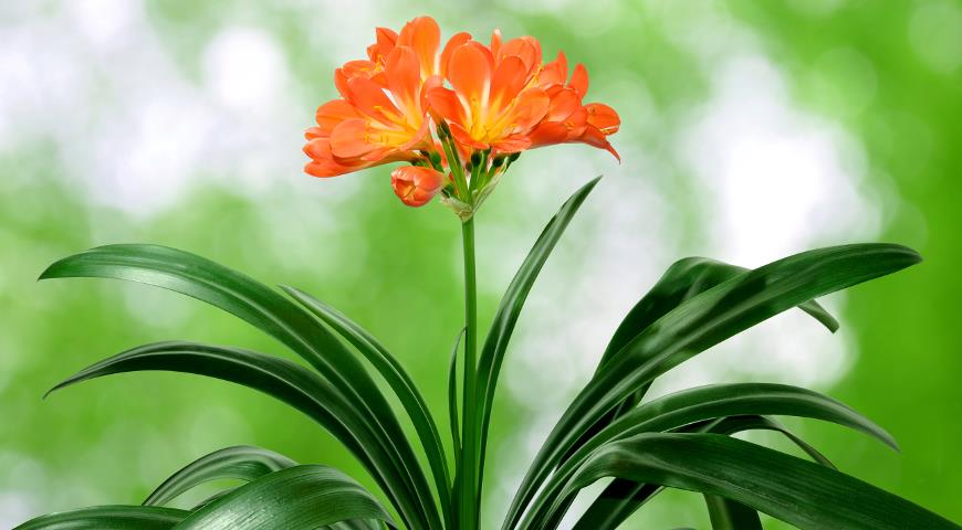Clivia cinnabara