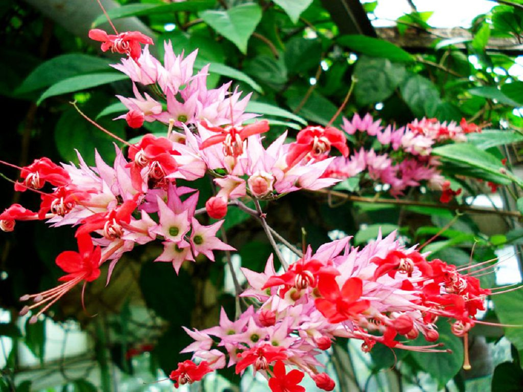 Clerodendrum
