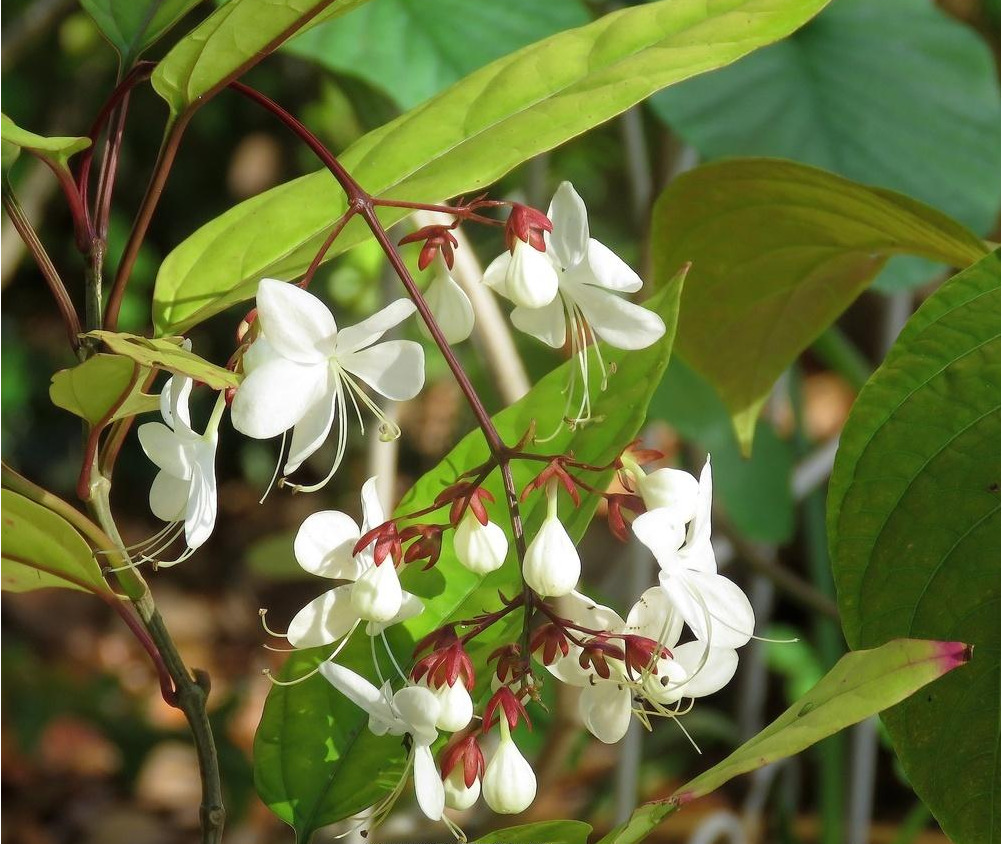 Clerodendrum schmidtii