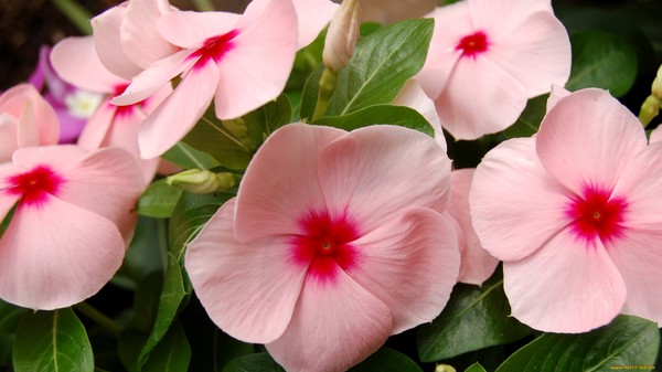 Bark Cascade Peach Blush