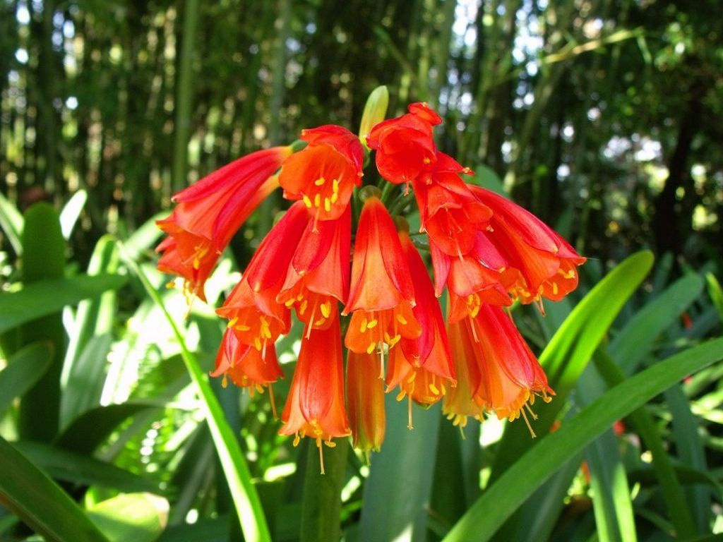 Clivia splendid