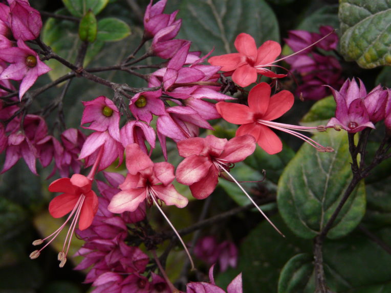 Clerodendrum speciosum